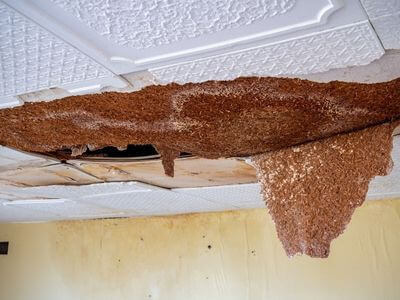 Professional ceiling water damage repair services in Wayland - water damage cleanup